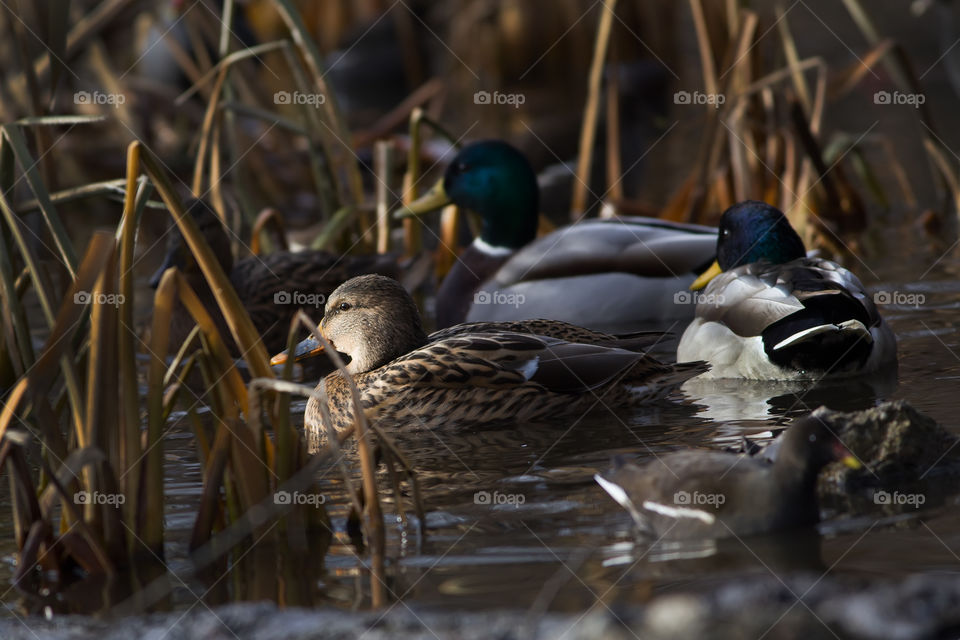 A pair of mallard ducks (Anas platyrhynchos, Aves) floating among the reeds lit by the afternoon sun
