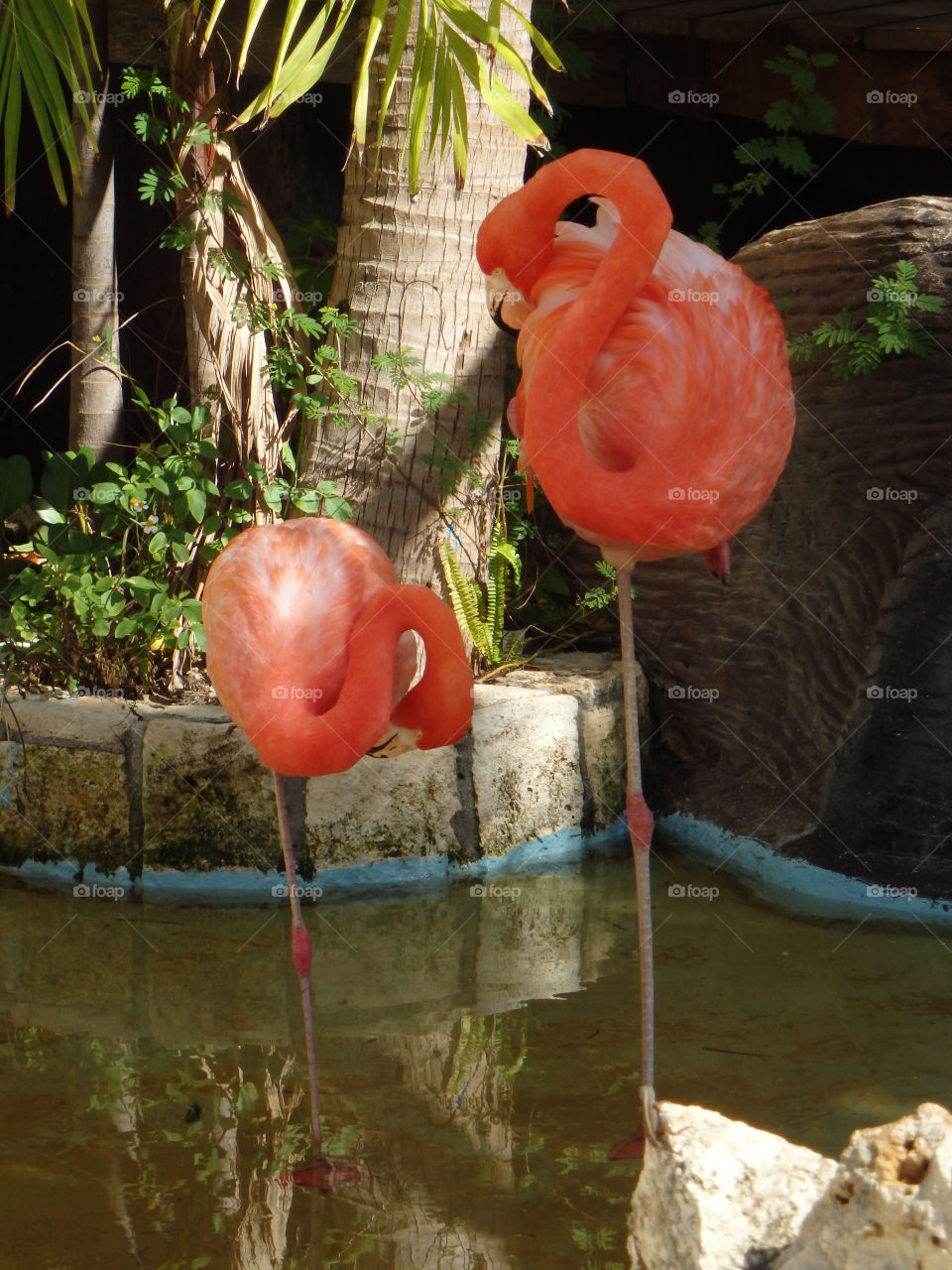 Costa Maya Mexico Flamingo
