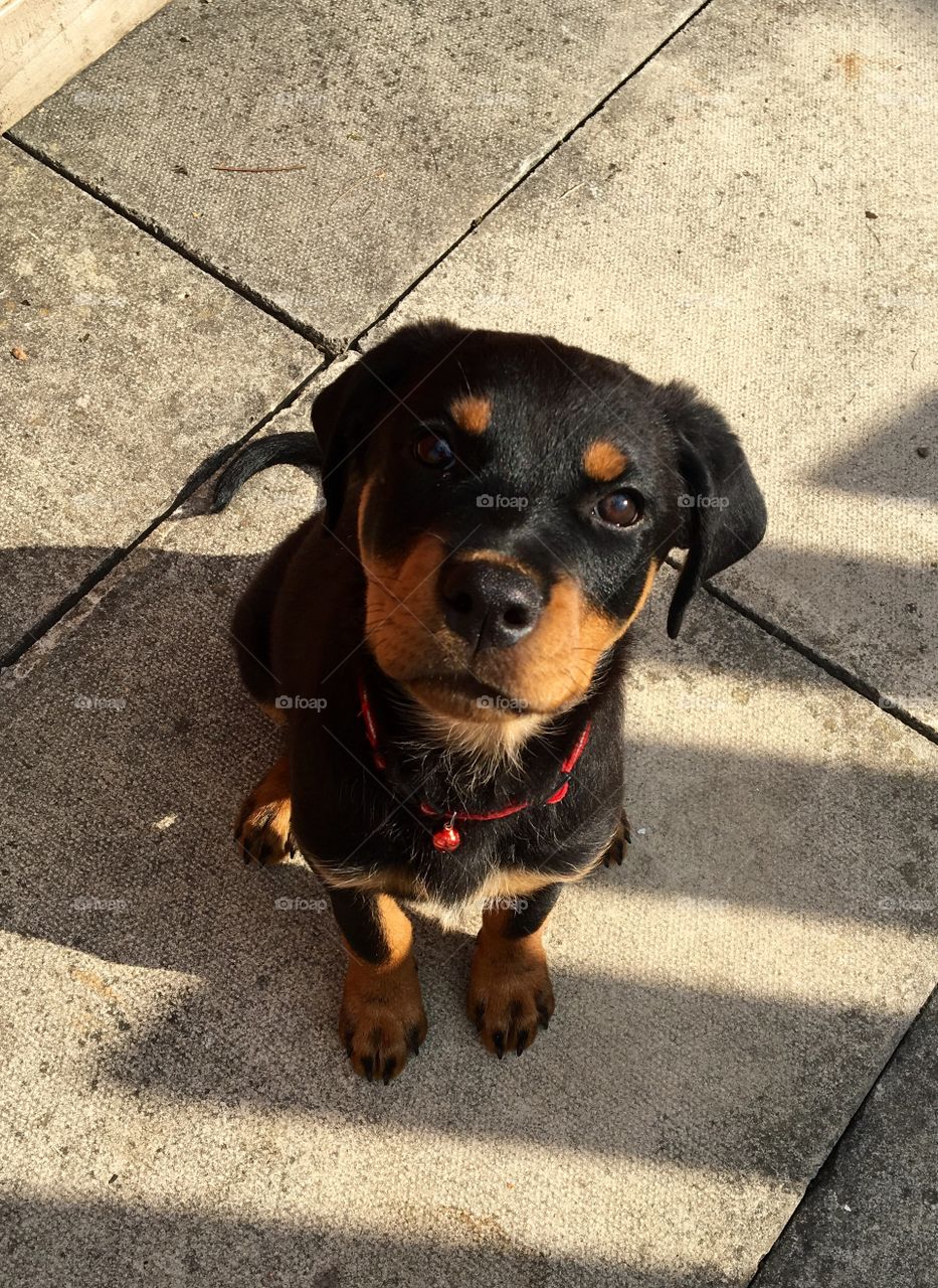 High angle view of rottweiler
