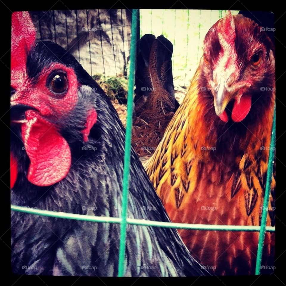 Chickens