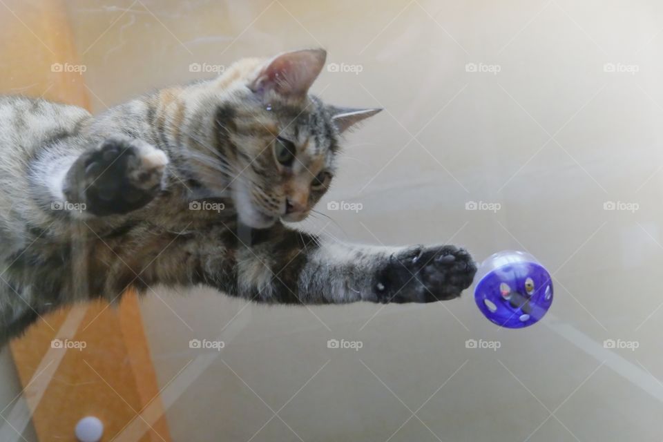 Cat playing with ball