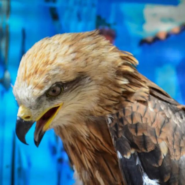 focus eagle