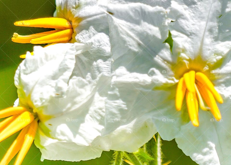 This Close up of a white wildflower with a yellow center  stands in full bloom in the summer sun in Florida. 
