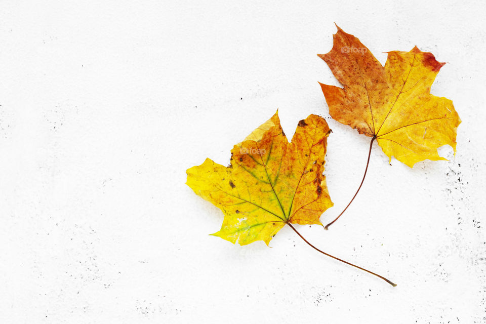Autumn yellow leaves. Minimalistic styled fall background.