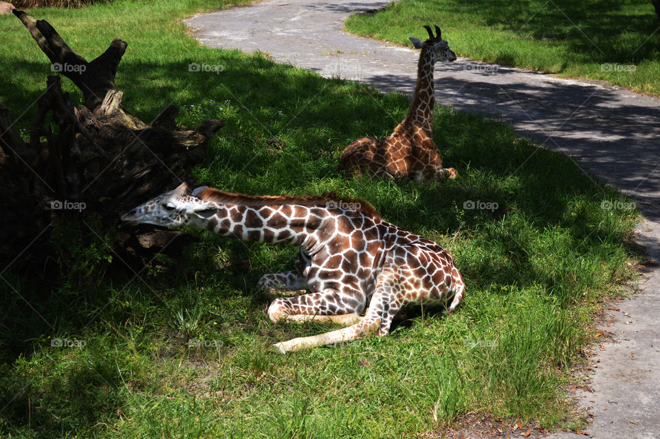 Giraffe babies