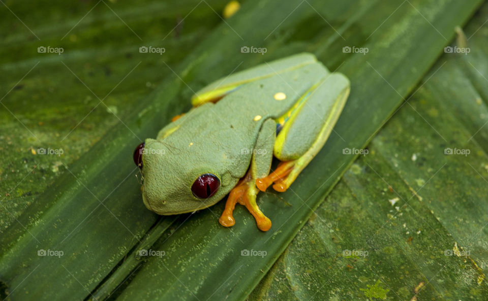 Red Eyed Tree Frog 