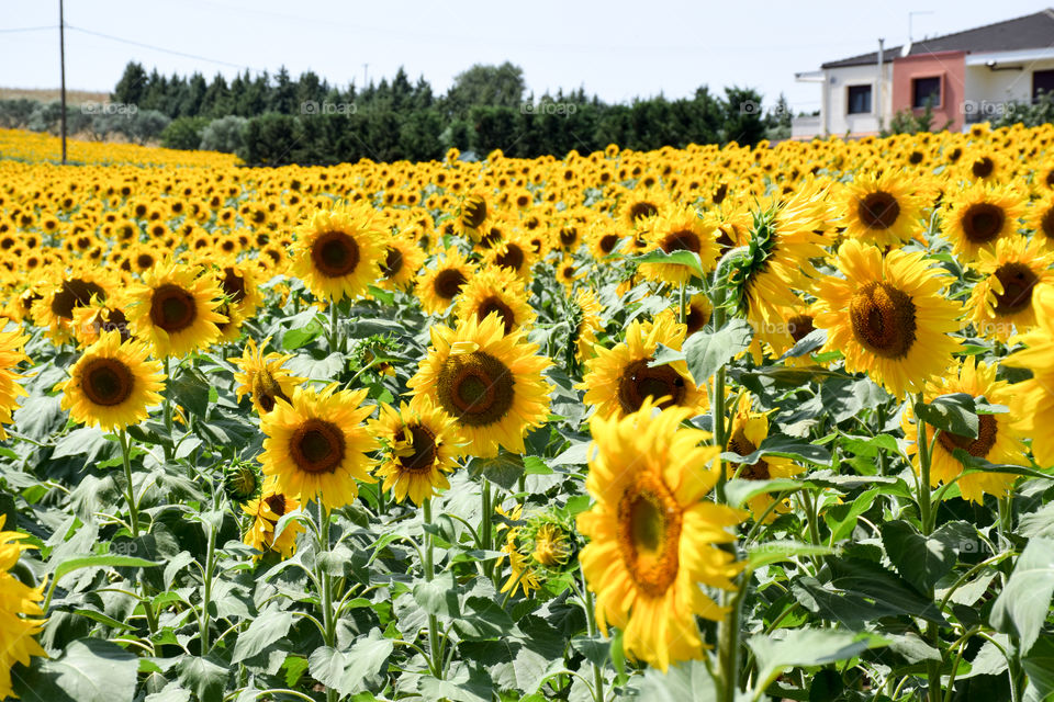 Sunflower, Summer, Flora, Field, Nature