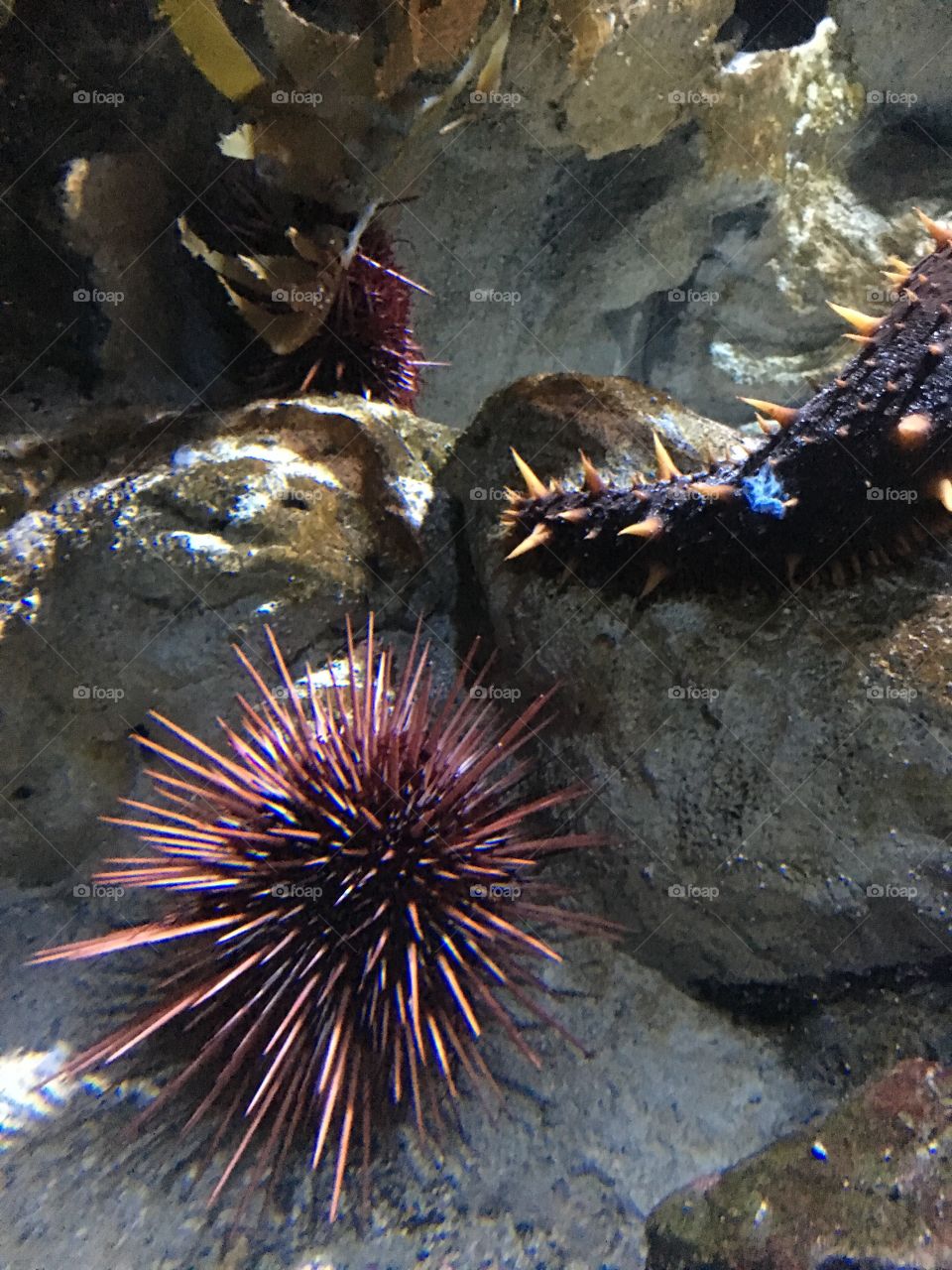 New England Aquarium