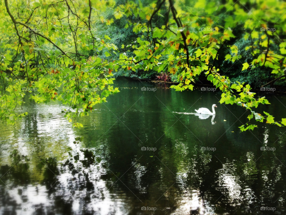 lake swan berlin tirgarten by ktf