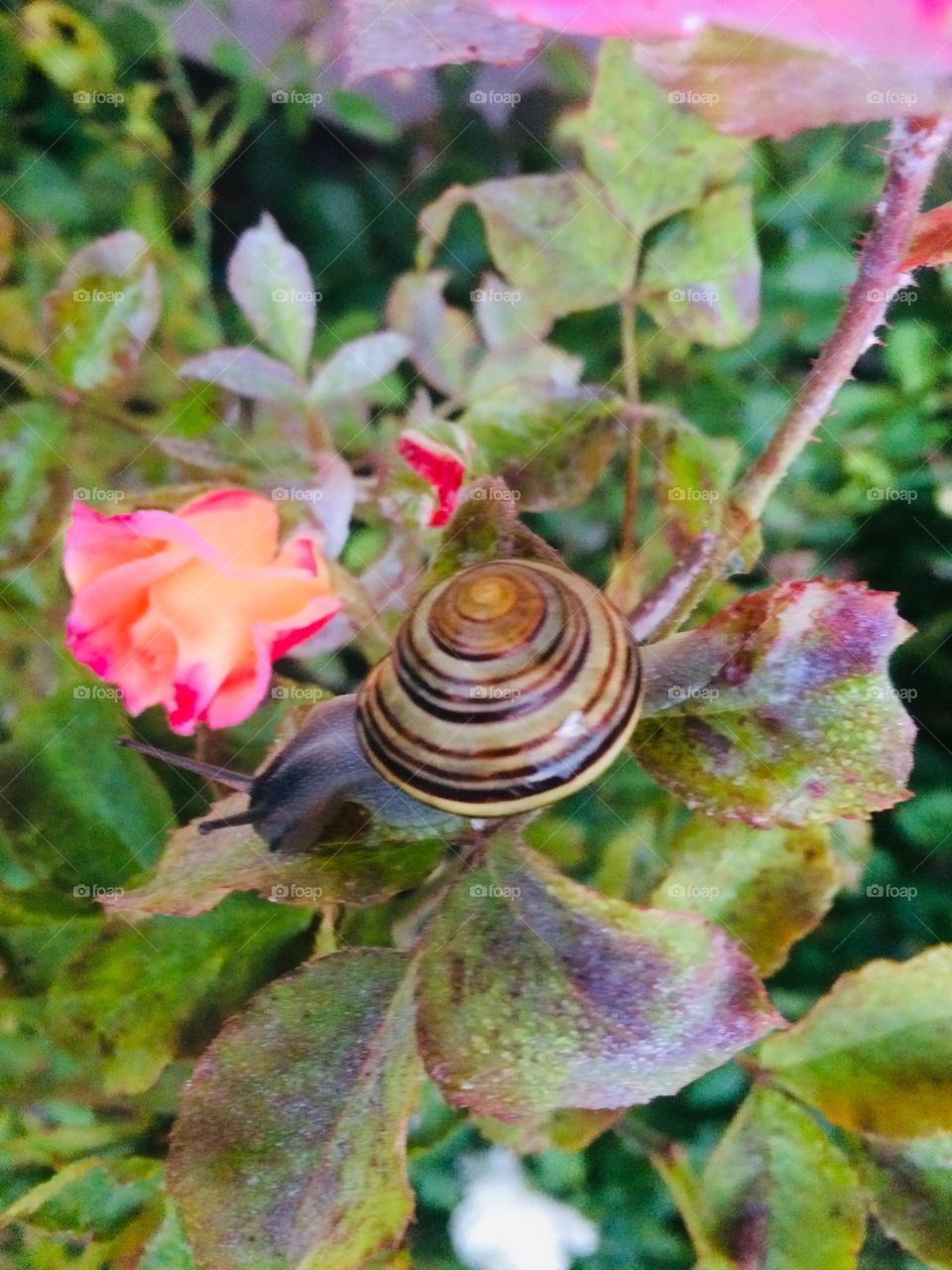 Beautiful snail on my flowers