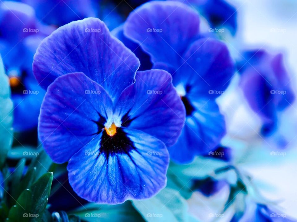 Blueee flowers