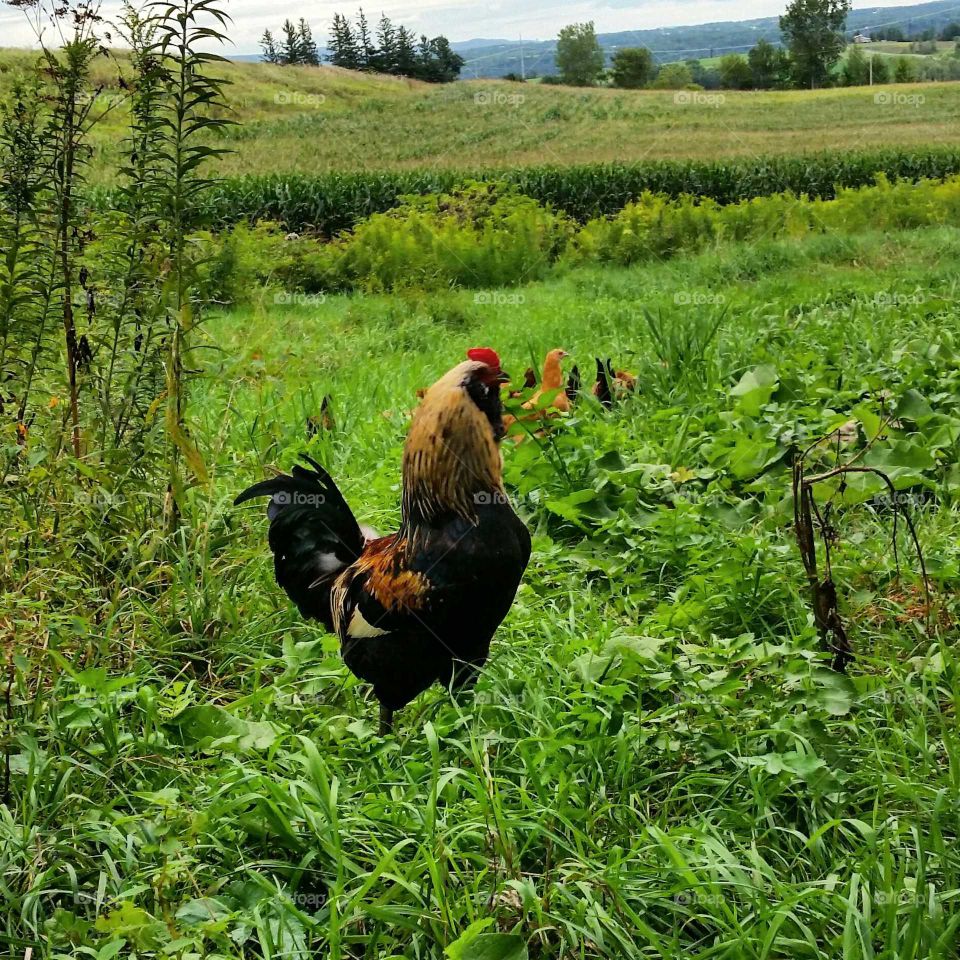 Guarding the young. a young rooster watching over, and protecting the adolescent hens.