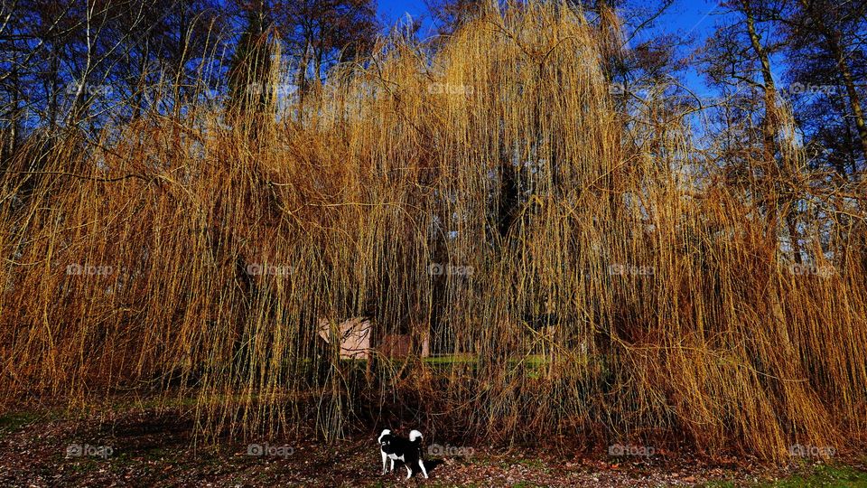 Dog looking to a tree in a park in Antwerp, Belgium, march 2018.