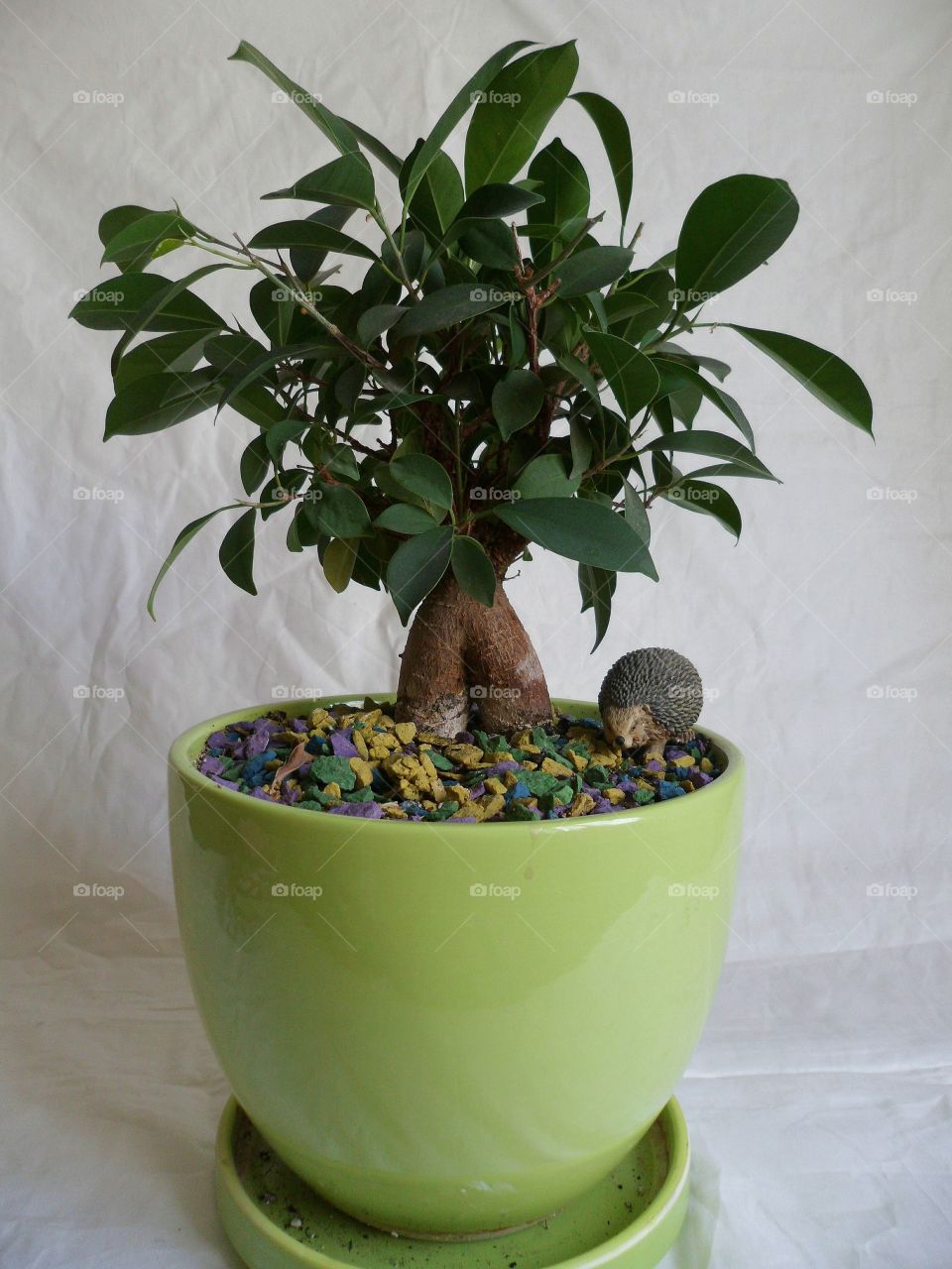 Ficus indoor plants uplifting and joy