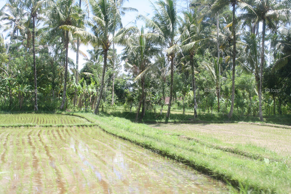 rice field