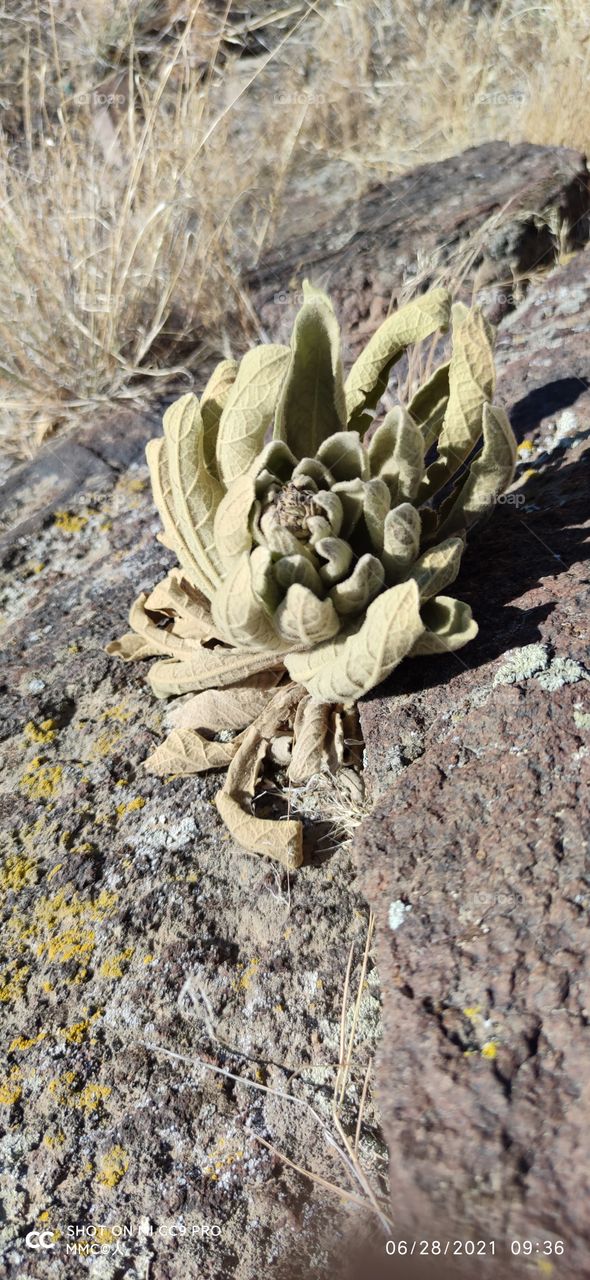 rock and stone series