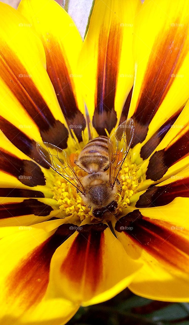 Bee in yellow flower