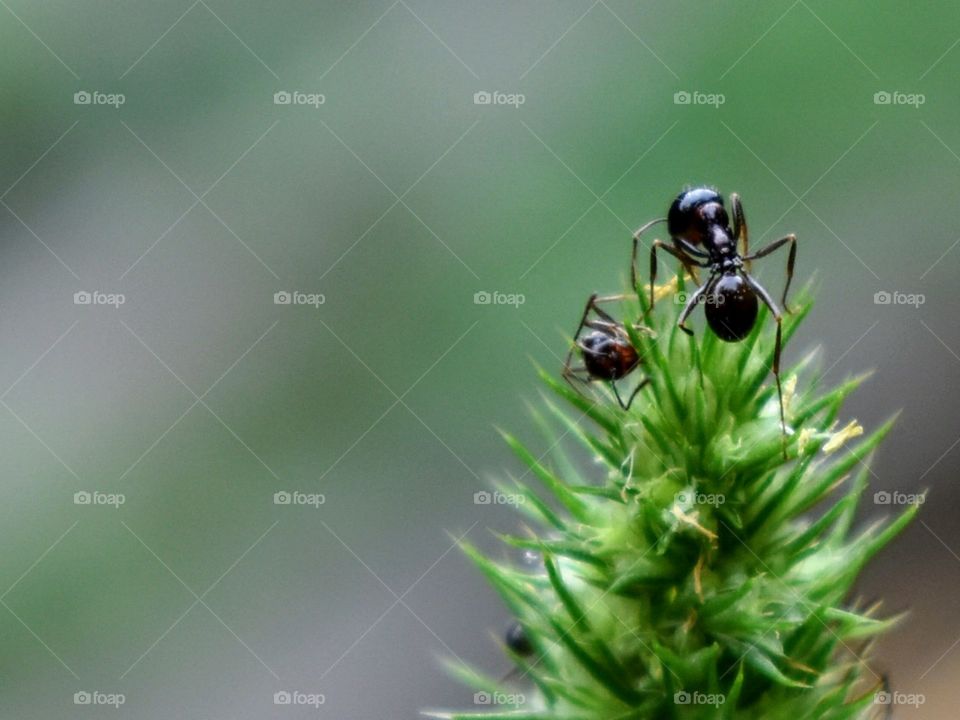 Ants on top of grass