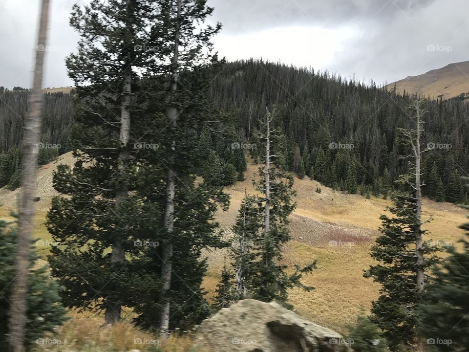 Pine trees on a mountainside 