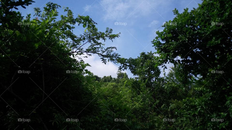 making beautiful nature with cloudy sky in the jungle.