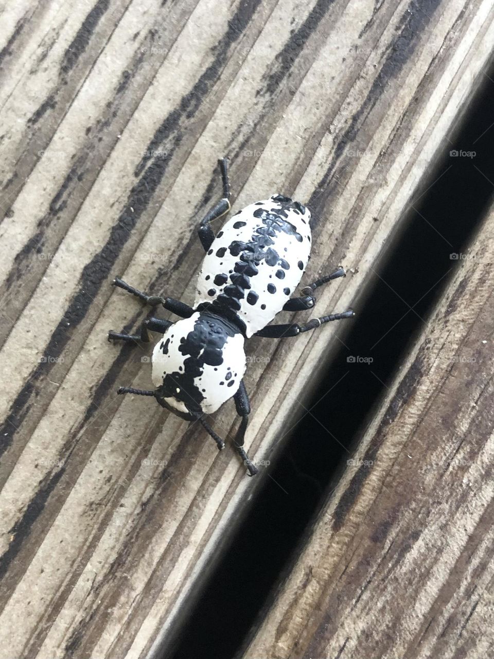 This beetle is usually on the live oaks at the ranch in Texas but found him on the porch and needed to take his pic 🙃