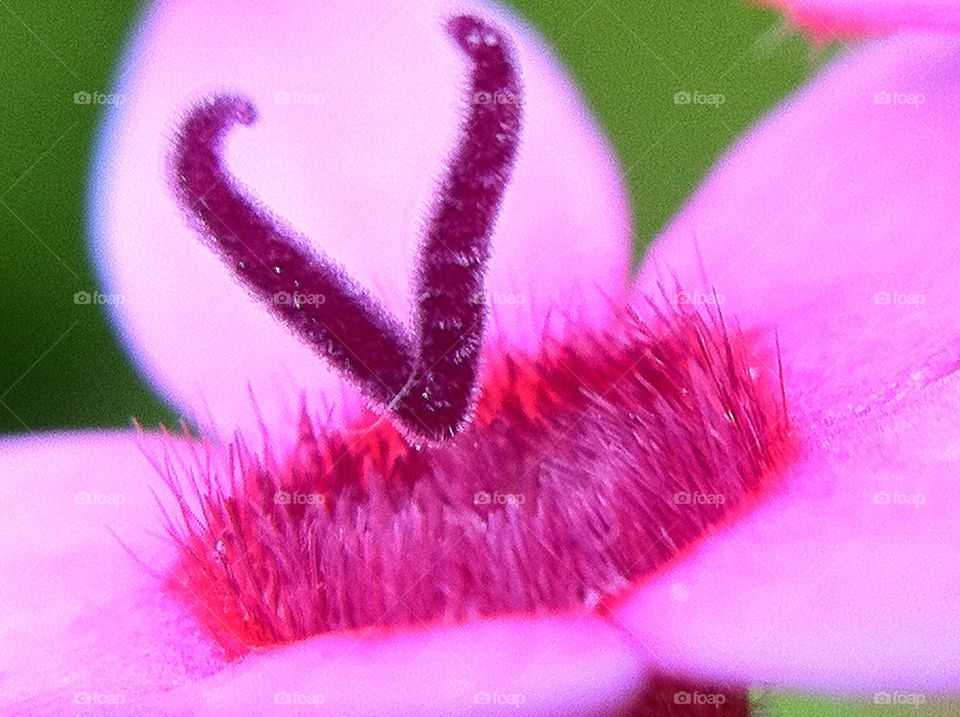 Pink color pop center of a flower.  