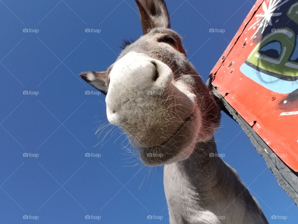 Close up of Donkey face