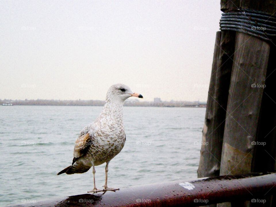 Bird on rail 