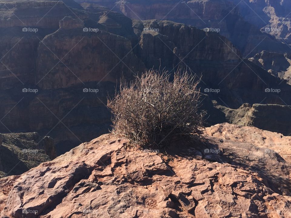 Bush by the Grand Canyon 