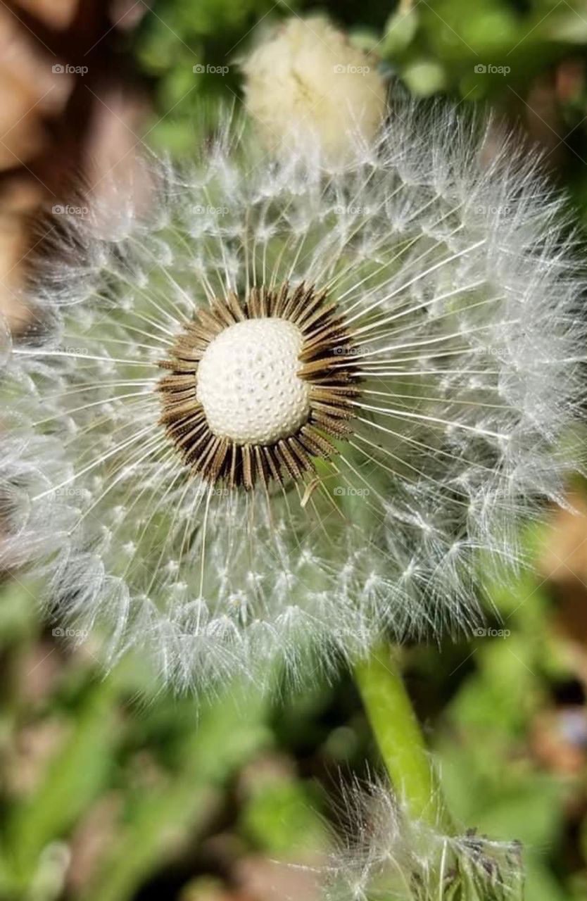 With their golden flowers in the early spring, dandelions represent the return of life, the rebirth of growth and green after a harsh winter, and a display of abundant strength and power.