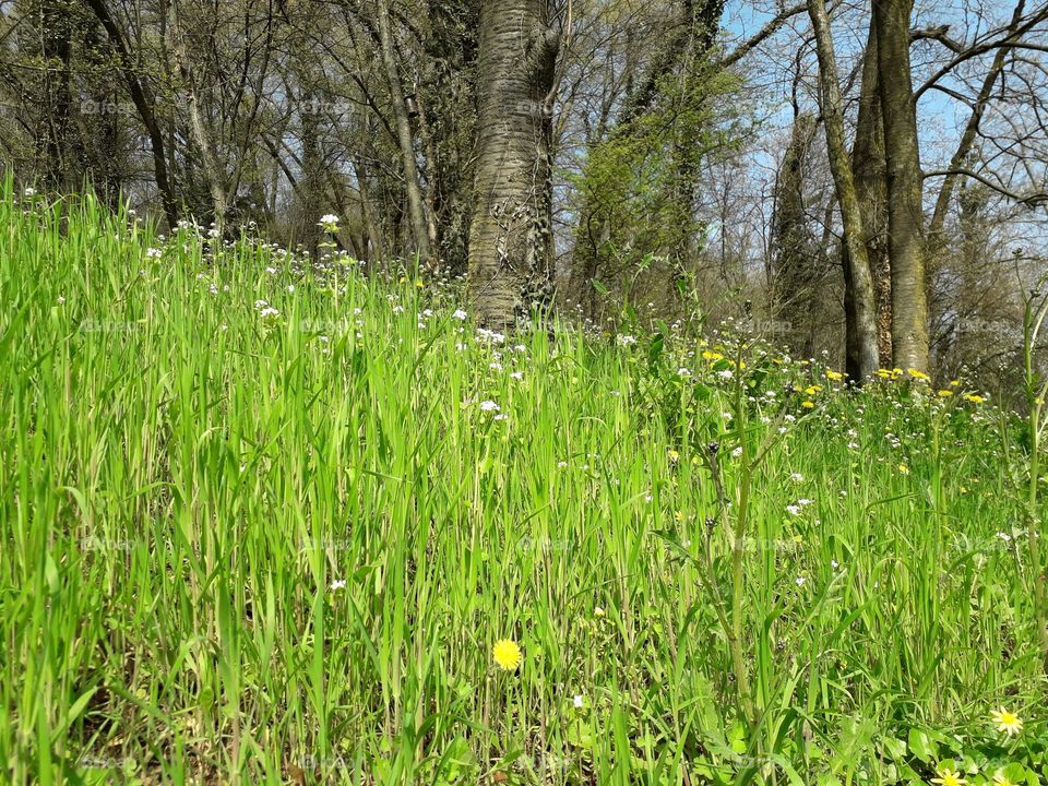 springtime in the wood