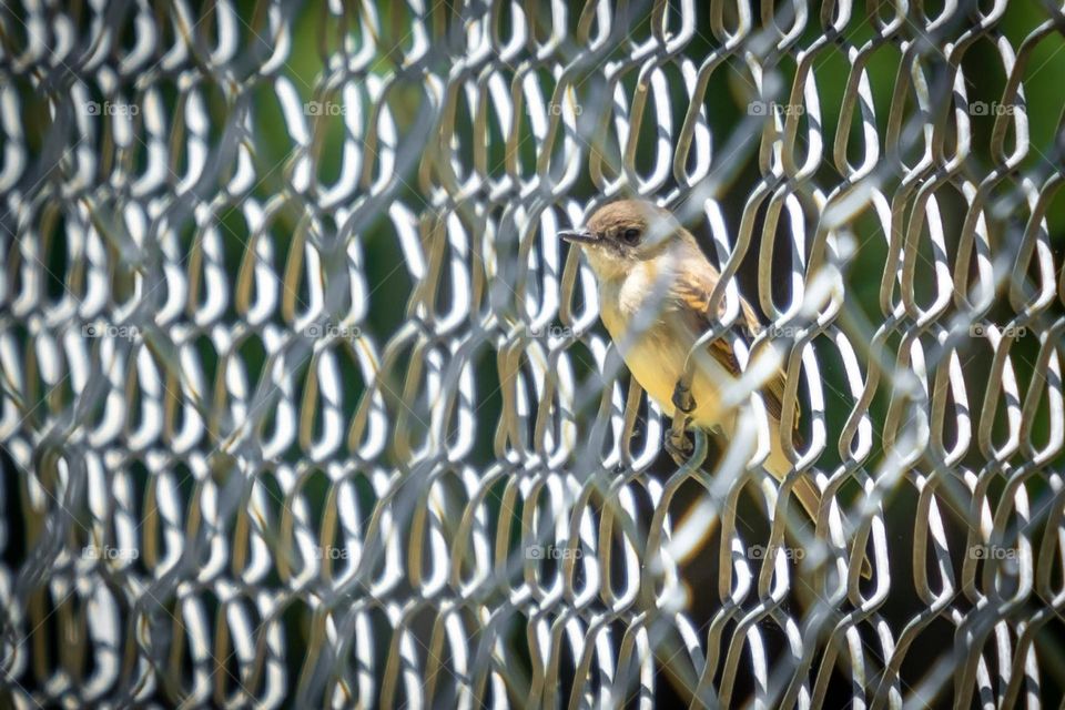 Perched in the chain link fence. 
