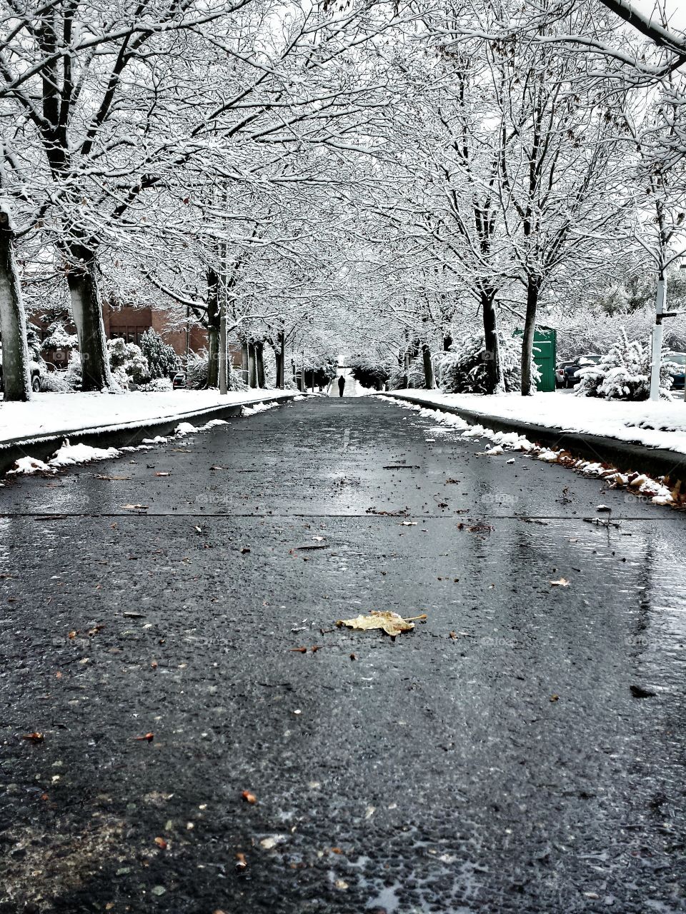 Winter Alley! . First sown of Idaho! 