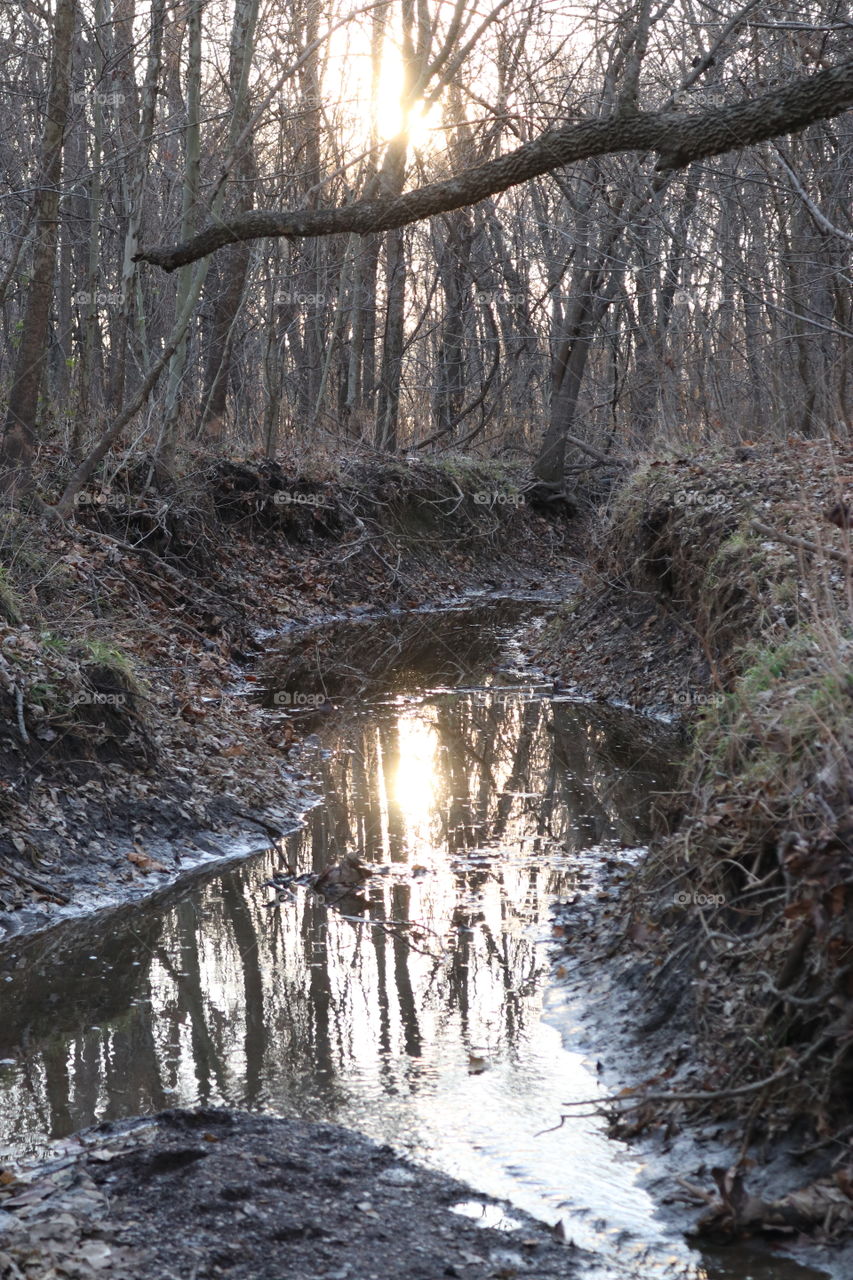 The setting sun reflecting in the forest creek.
