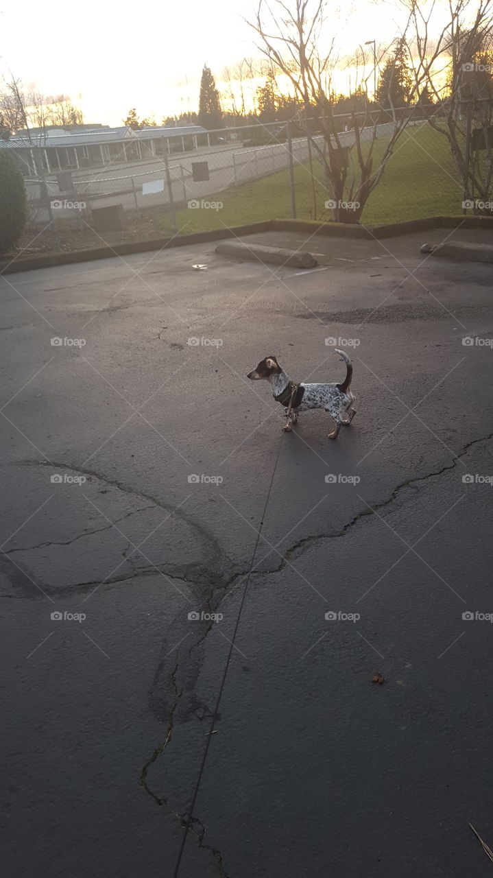 Weiner dog on a leash