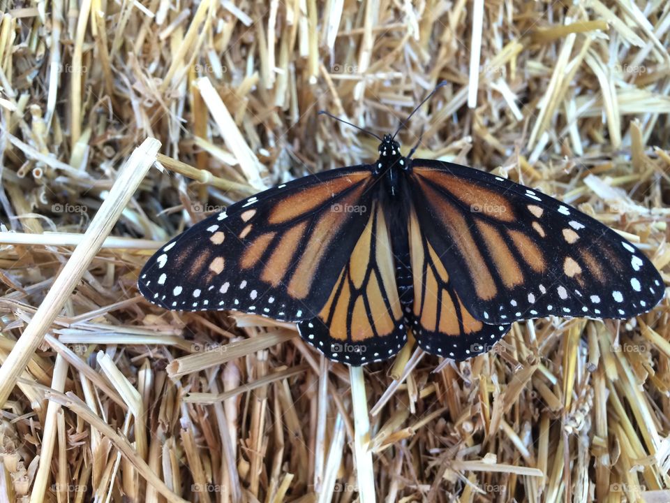 Close-up of a butterfly