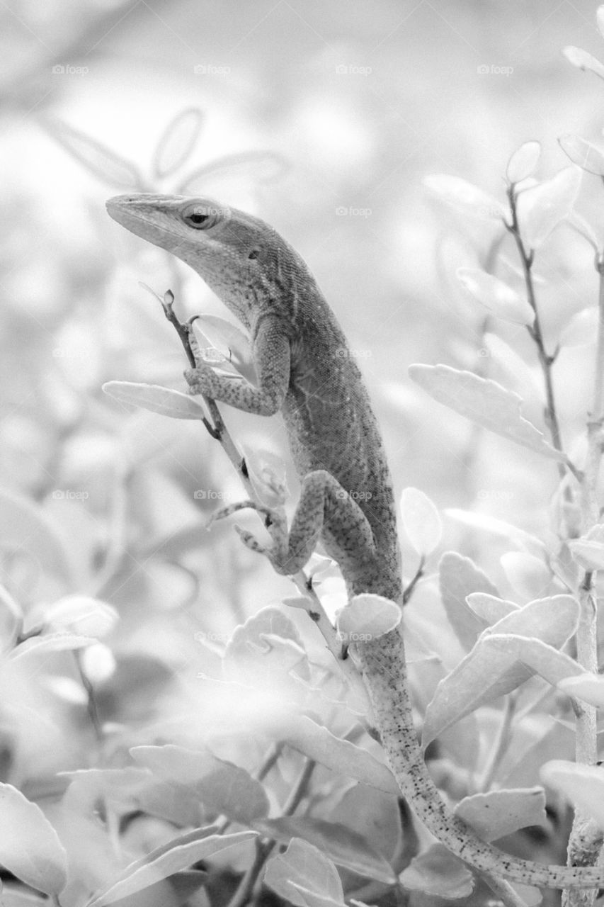 Foap, Black and White vs Color: A Carolina anole clings to a vertical sprig in the bush at Yates Mill County Park in Raleigh North Carolina.
