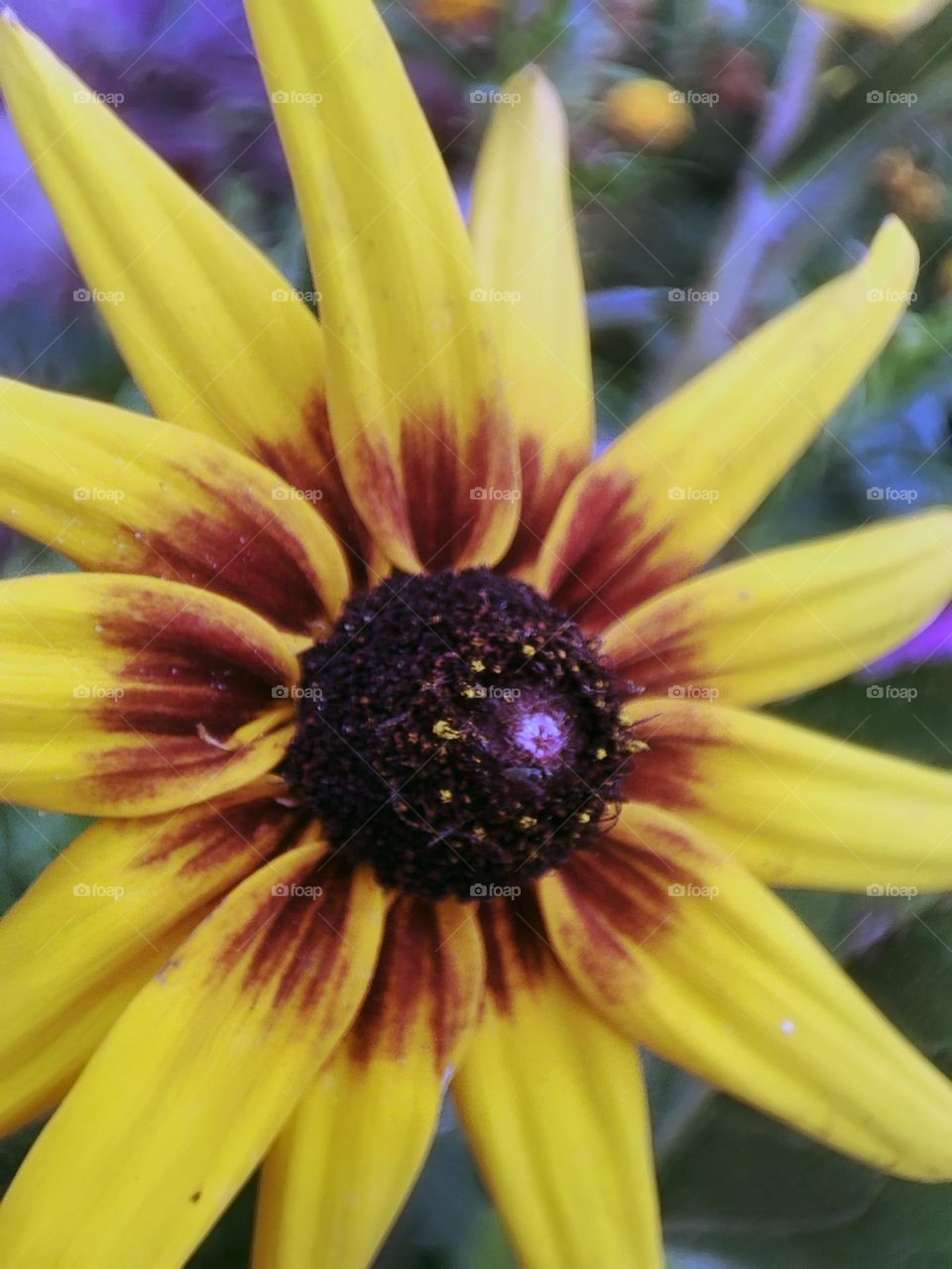 Macro photo of a flower growing in the garden