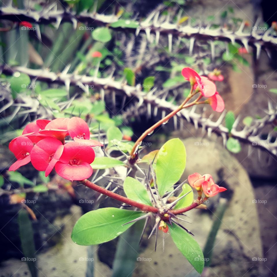 Beautiful Thorns