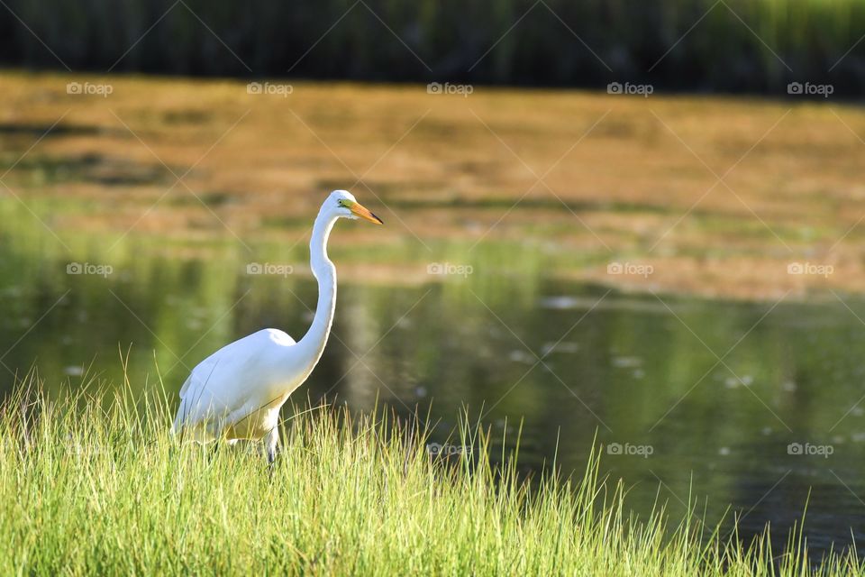 Egret 