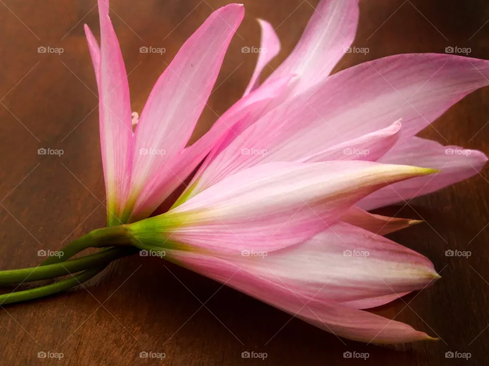 Pink flower