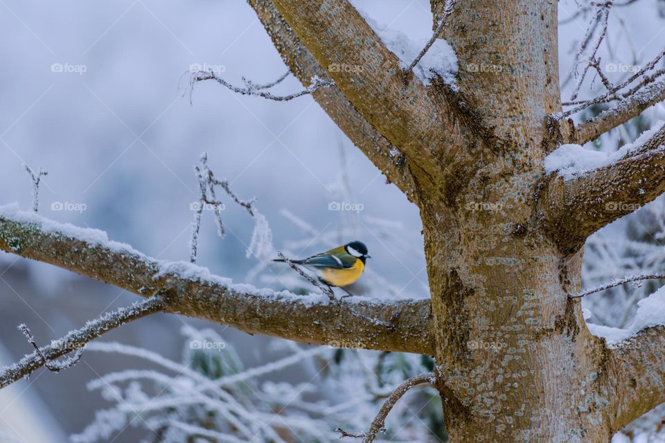 Sitzny sits on a branch in winter
