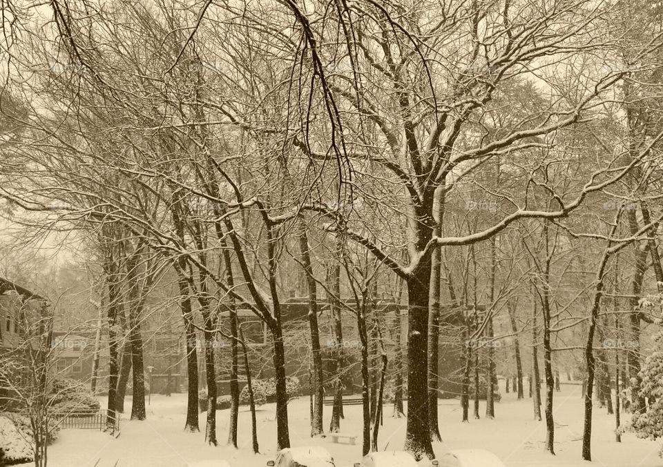 Winter Trees. cool winter days