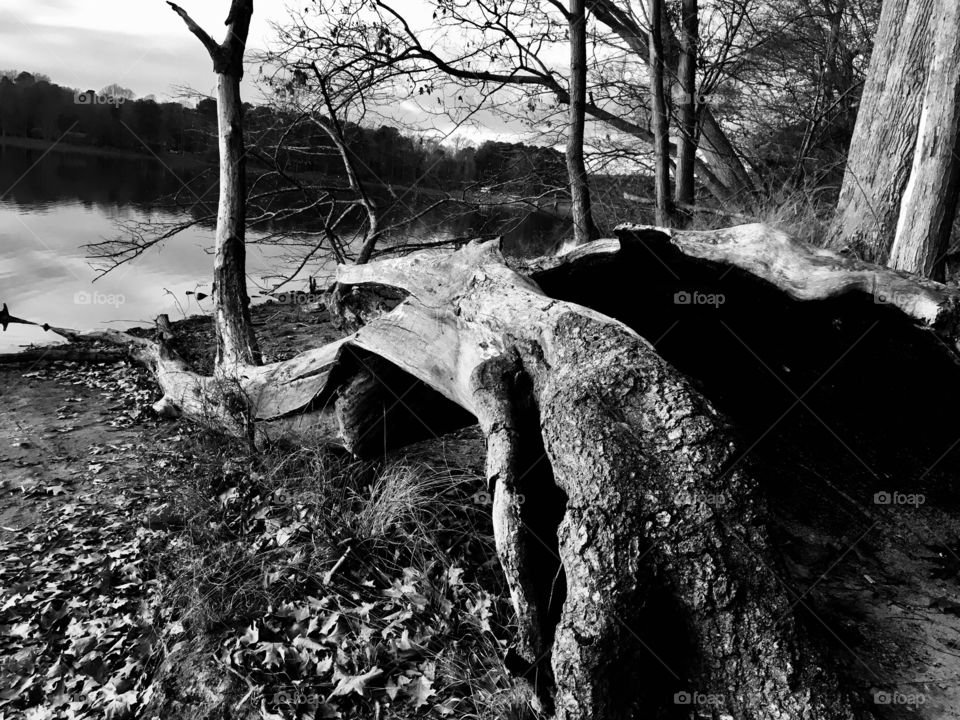 An old down tree at the lake’s edge