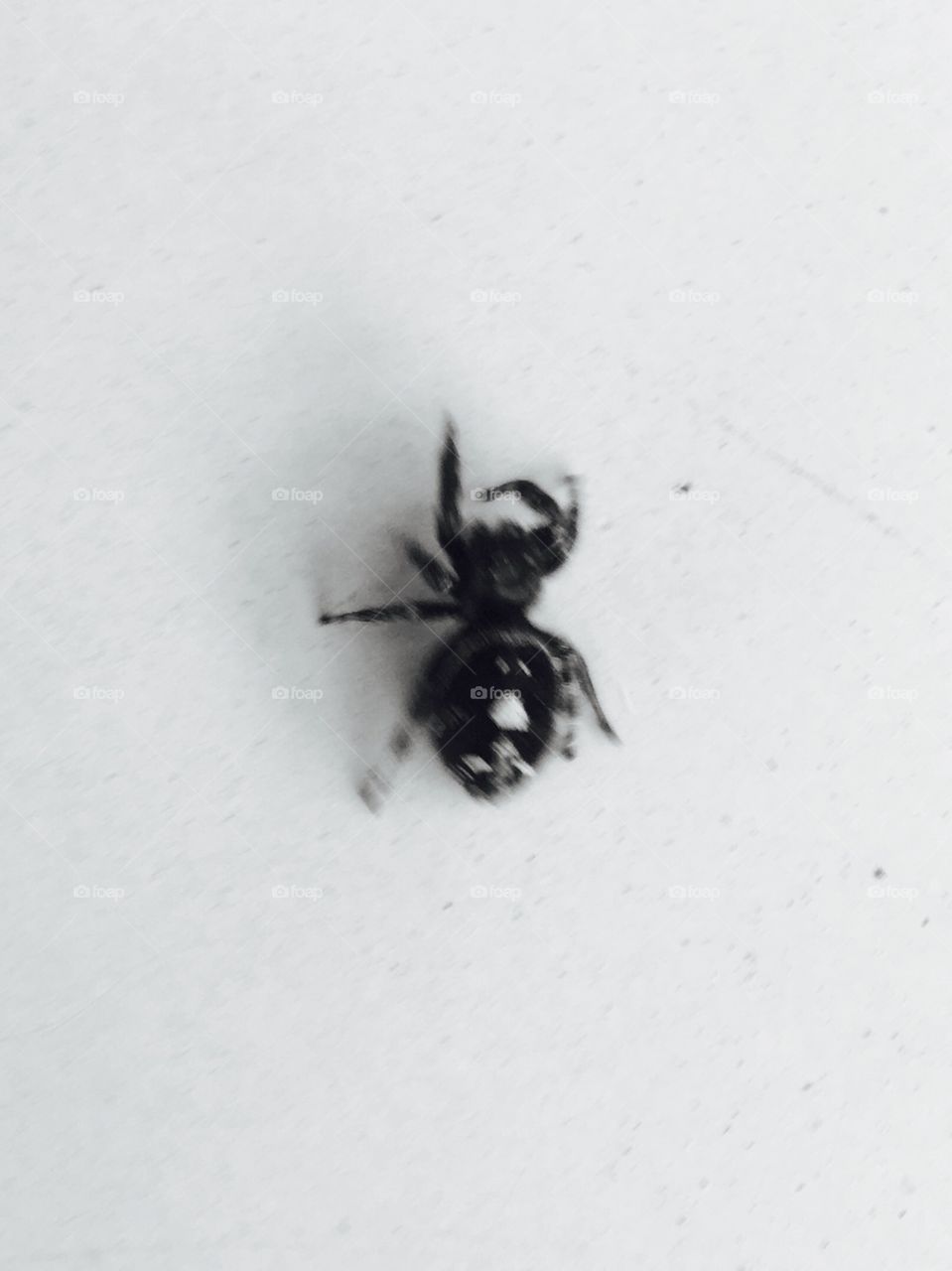 A close up of a creepy crawly spider.