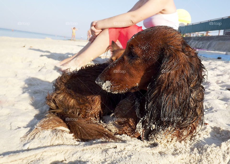 brown long-haired dog. dachshund