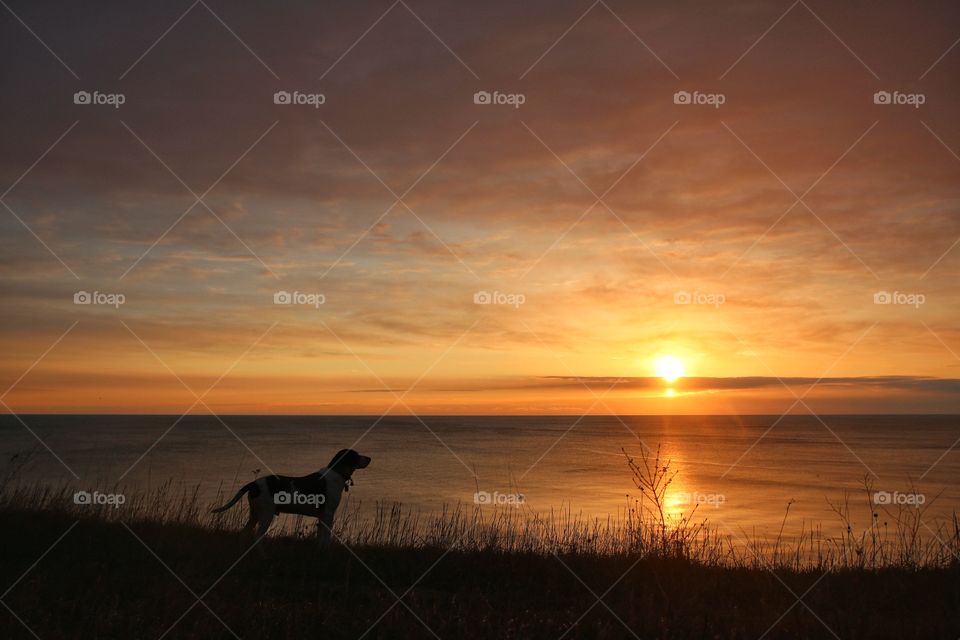 Silhouette of dog standing near sea