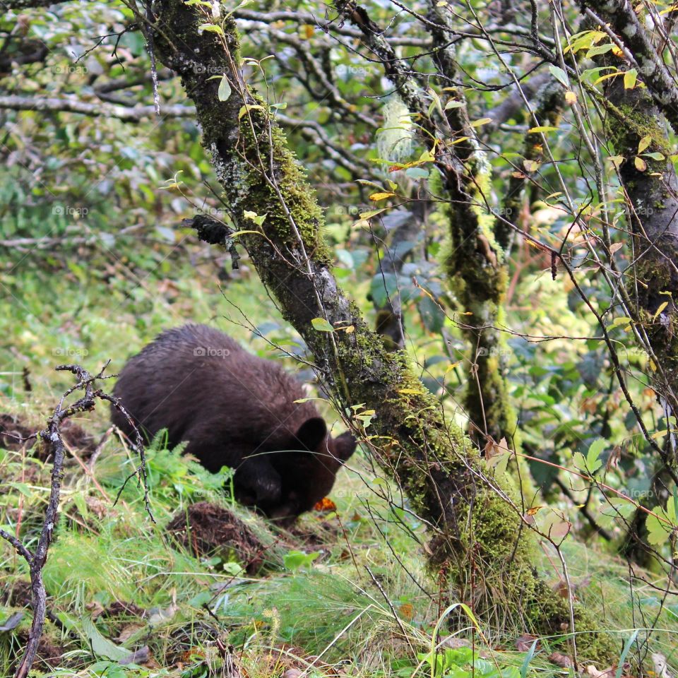 Baby black bear foraging for food at Tongass National Forest near Juneau, Alaska. 