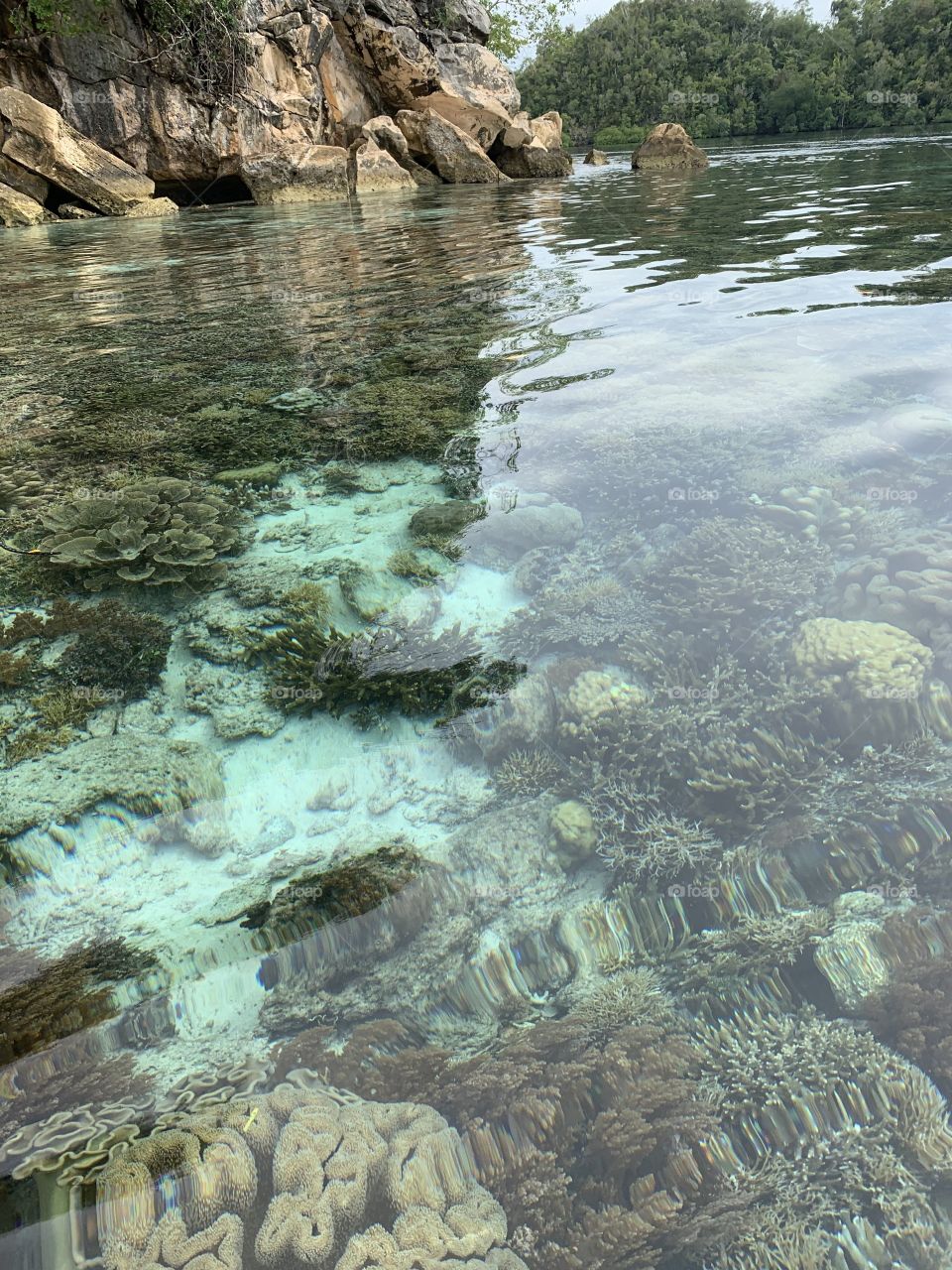 Rainforest to Ocean in Raja Ampat