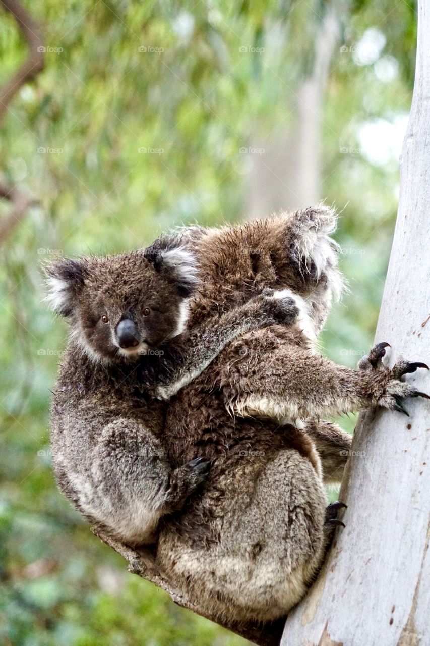 Koalas